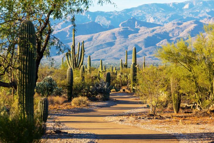 teaching in tucson az - saguaro national park